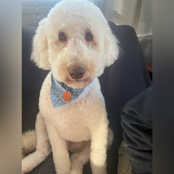 Going Live in 30 minutes! Shop in Diane’s basement! Please tag your friends!! - Picture 3 of 5